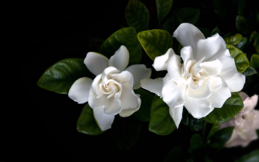 479610 (a): :2560x1600
